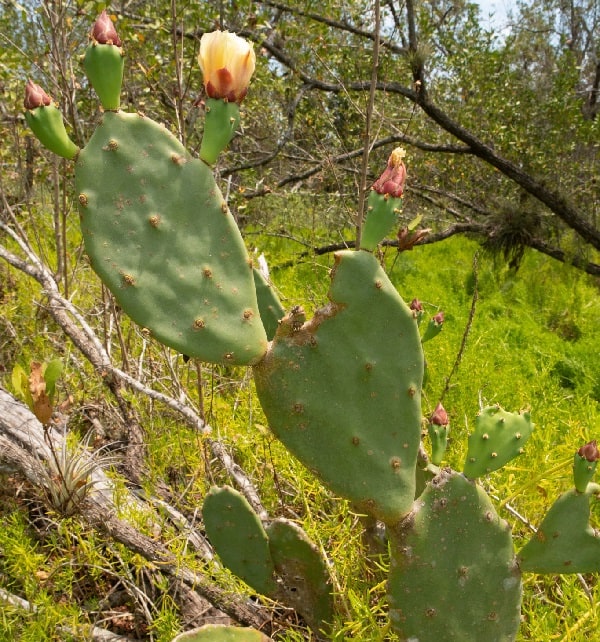 opuntia keyensis