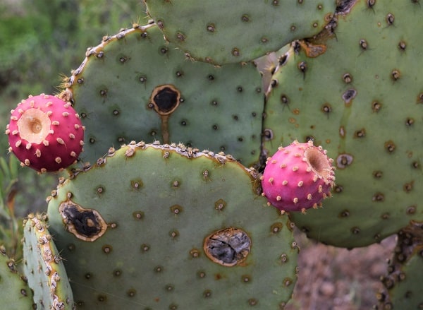 opuntia laevis