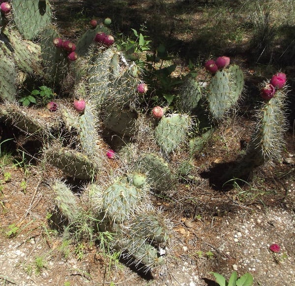 opuntia lagunae