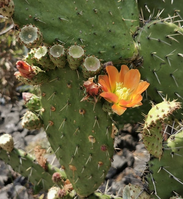 opuntia lasiacantha