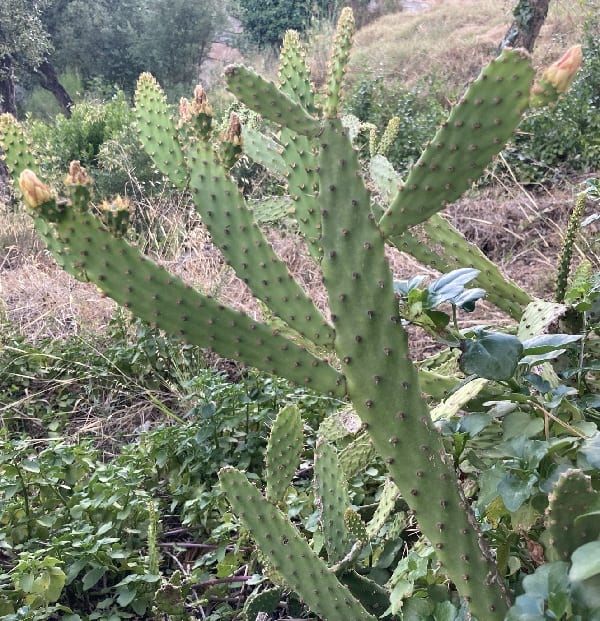 opuntia leoglossa