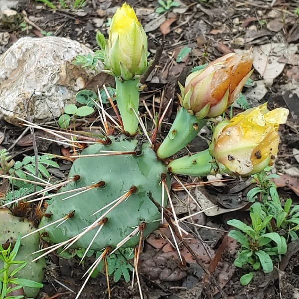 opuntia leptocarpa