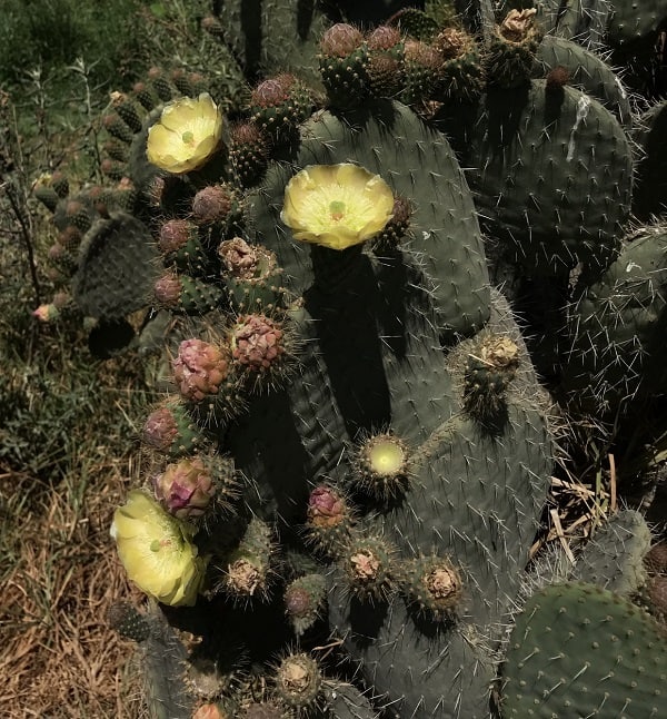 opuntia leucotricha