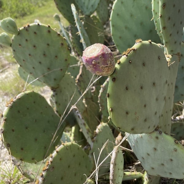 opuntia lindheimeri