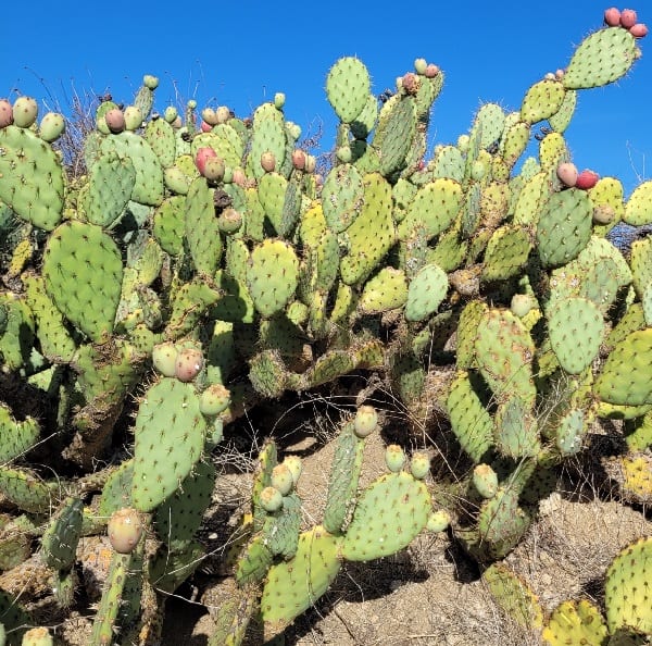 opuntia littoralis