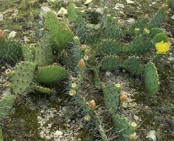 opuntia mackensenii