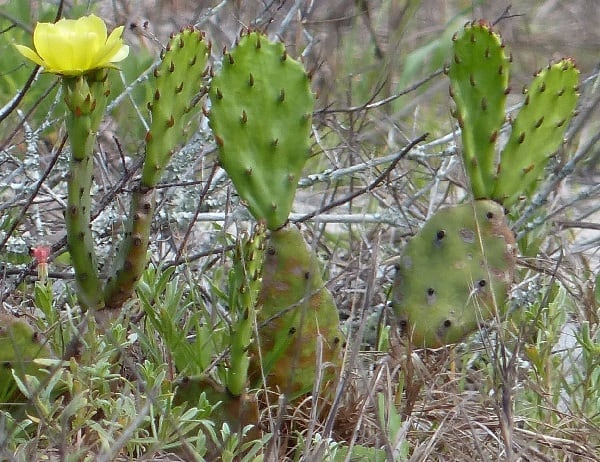 opuntia macrarthra