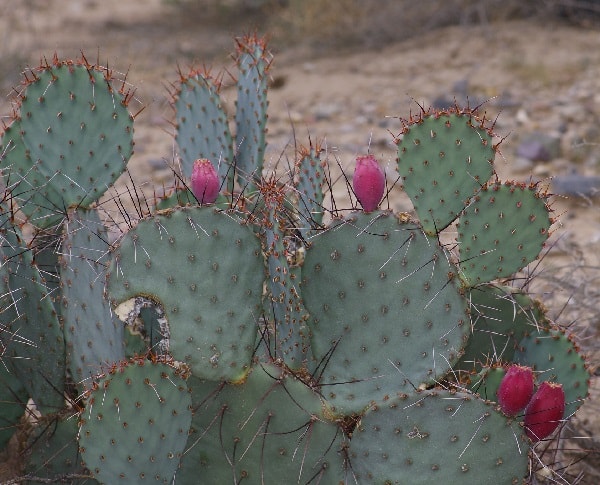 opuntia macrocentra