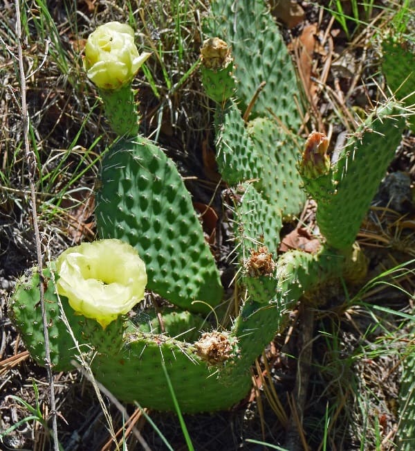 opuntia macrorhiza