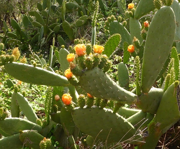 opuntia