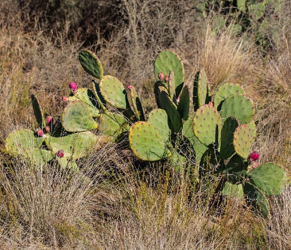 opuntia megapotamica