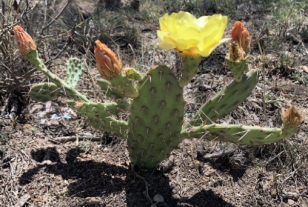 opuntia megarrhiza