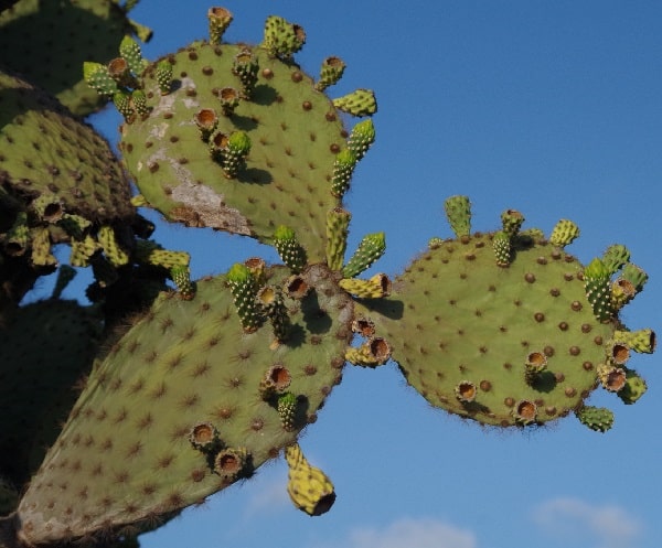 opuntia megasperma