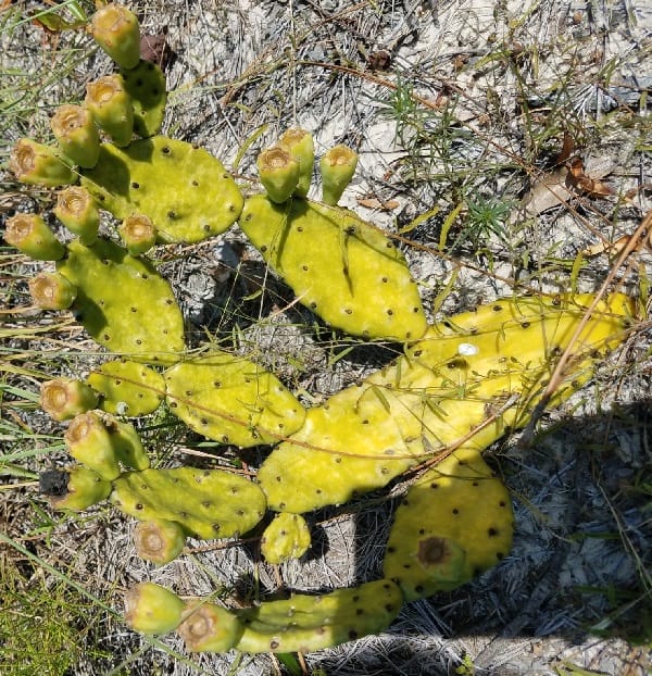 opuntia mesacantha subs. lata