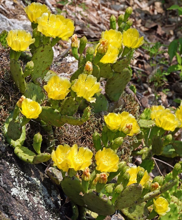 opuntia mesacantha