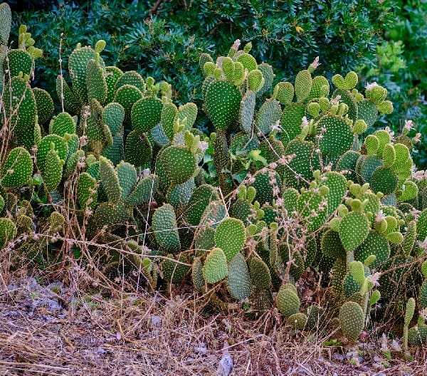 opuntia microdasys