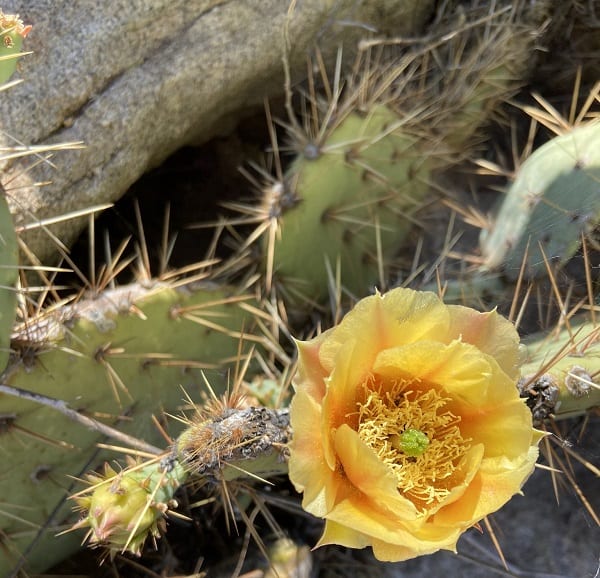 opuntia mojavensis