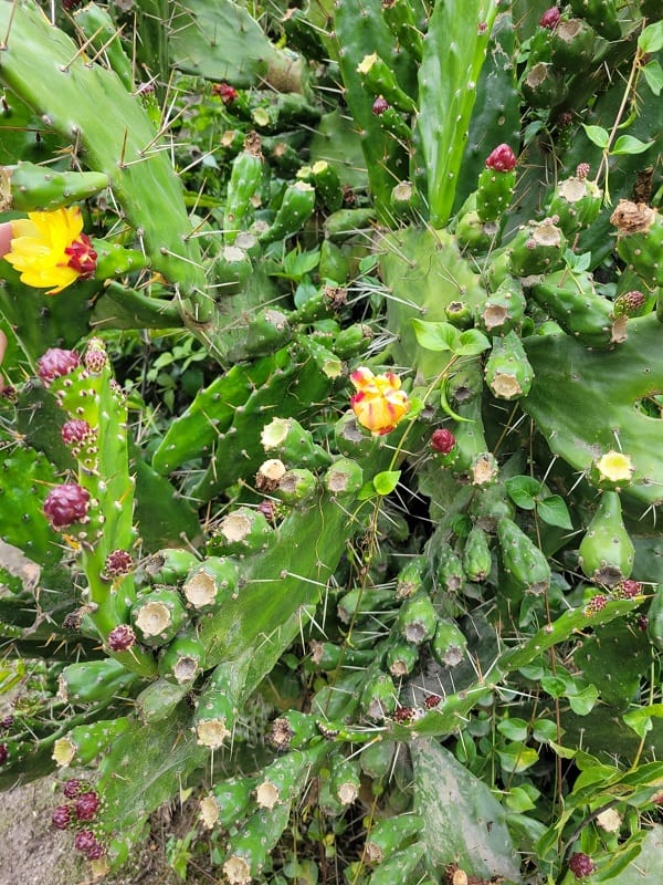 opuntia monacantha