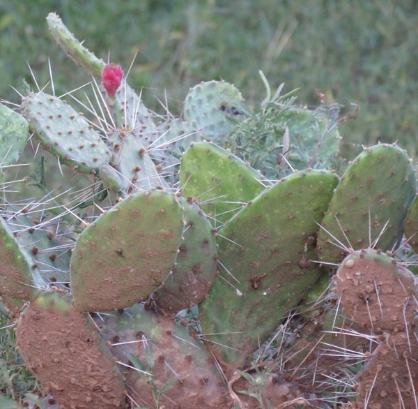 opuntia nejapensis