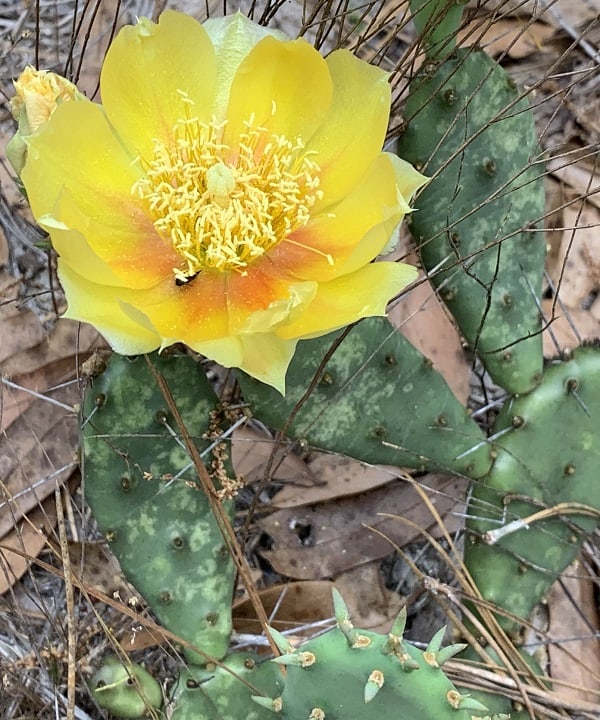 opuntia nemoralis