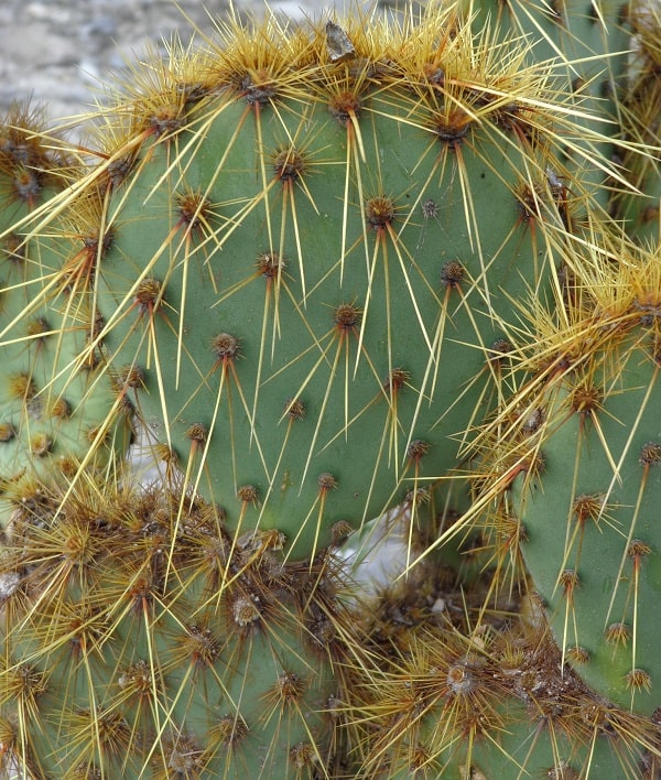 opuntia neochrysacantha