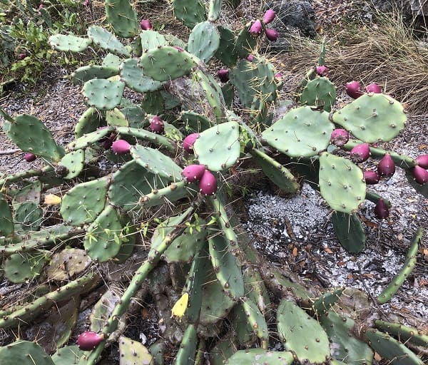 opuntia ochrocentra