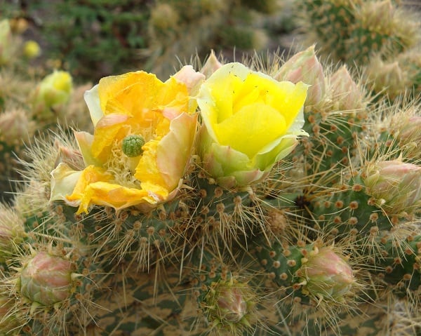 opuntia oligacantha