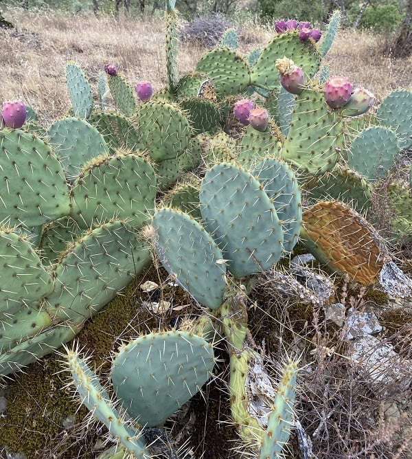 opuntia orbiculata