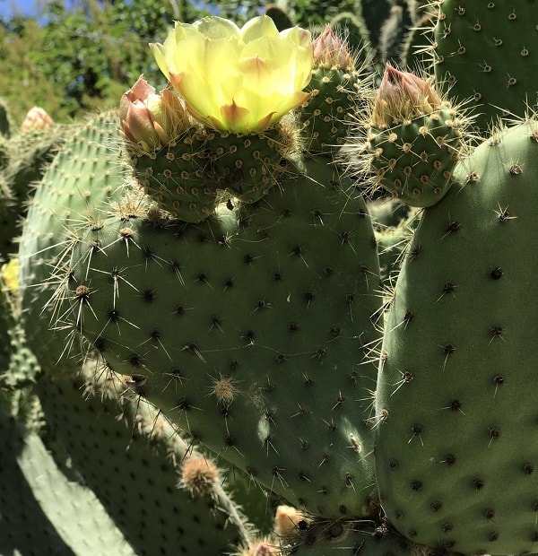 opuntia oricola