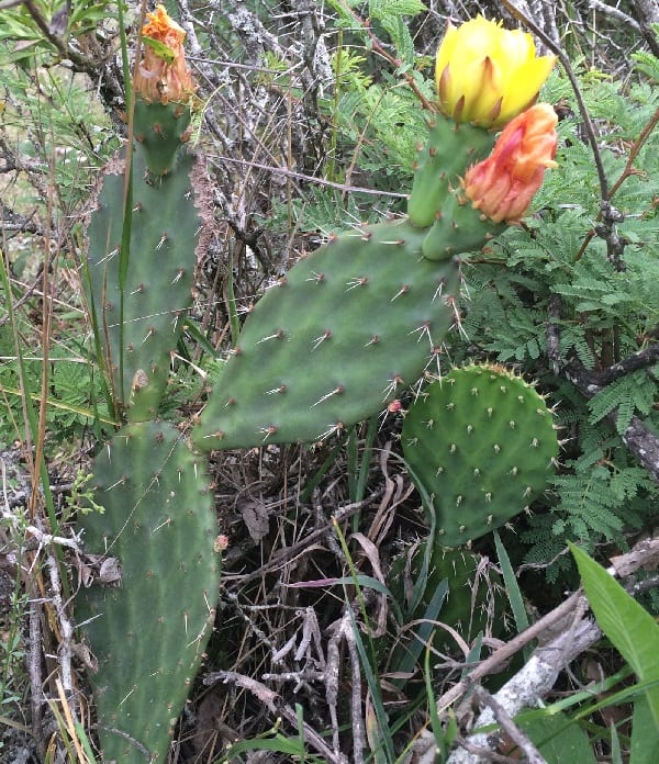 opuntia pachyrrhiza