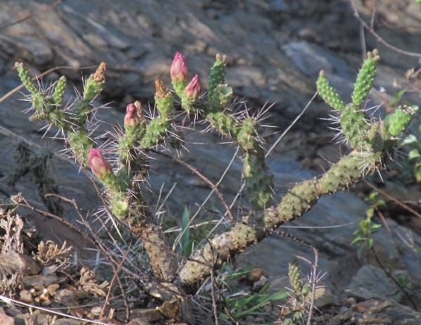 opuntia parviclada