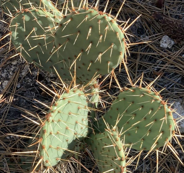 opuntia phaeacantha