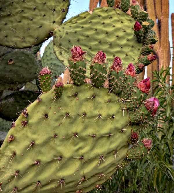 opuntia pilifera