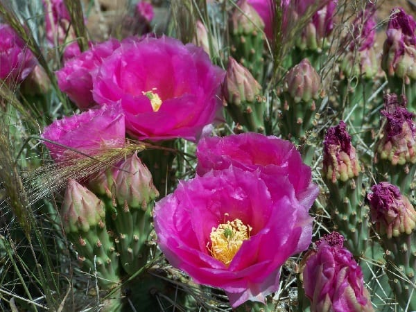 opuntia pinkavae