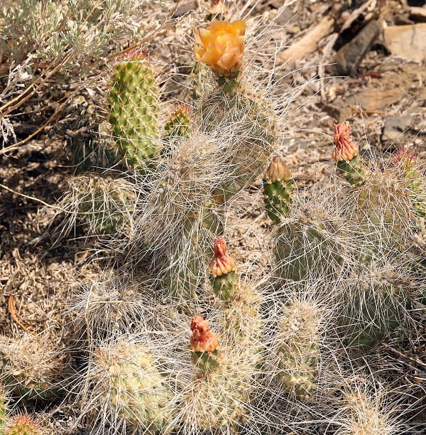 opuntia polyacantha var. erinacea