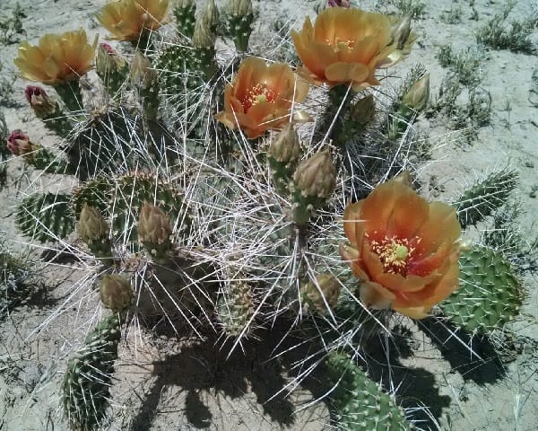 opuntia polyacantha var. hystricina