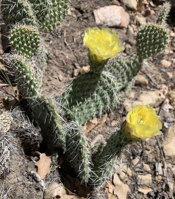 opuntia polyacantha var. juniperina