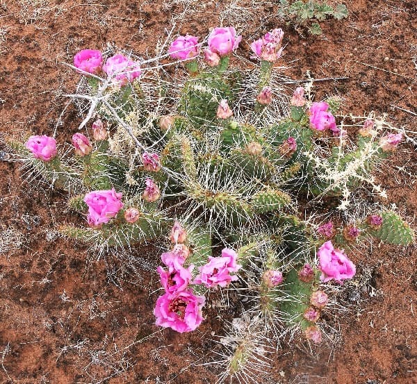 opuntia polyacantha var. nicholii