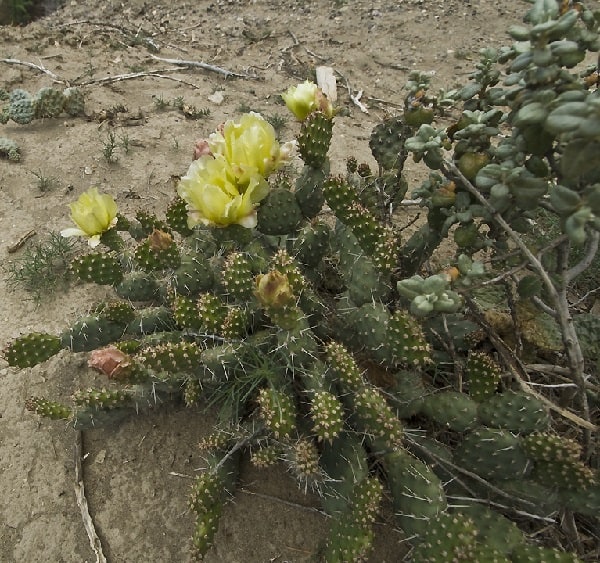 opuntia polyacantha var. schweriniana