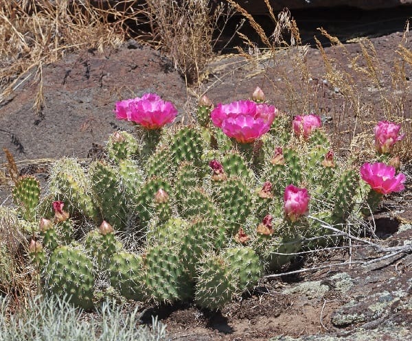 opuntia polyacantha