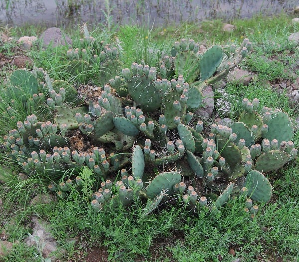 opuntia pottsii var. montana