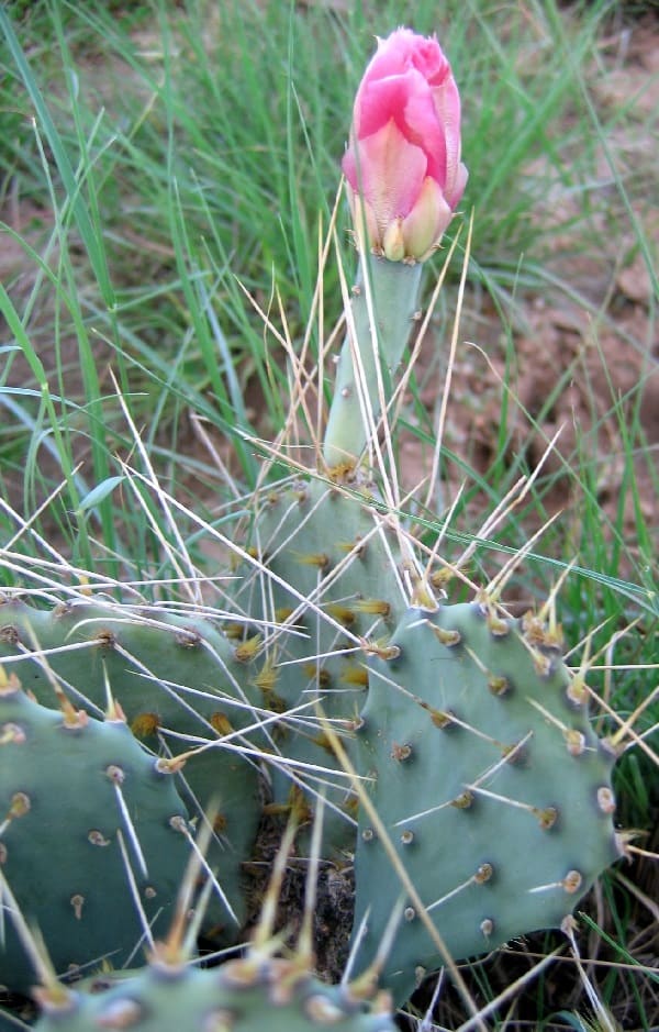 opuntia pottsii