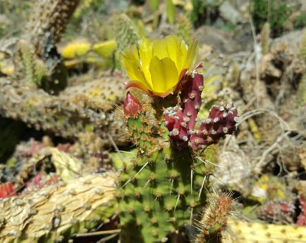 opuntia puberula