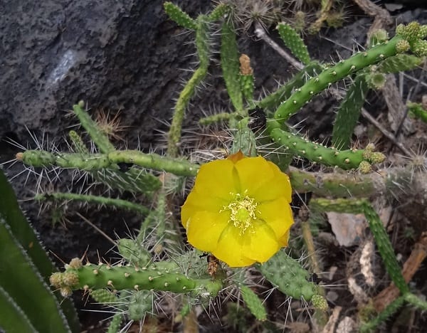 opuntia pubescens