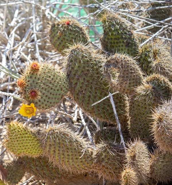 opuntia pycnantha