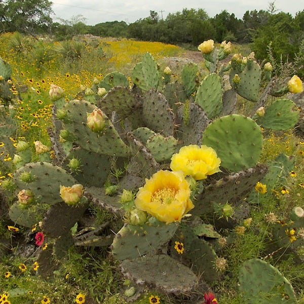 opuntia pyrocarpa