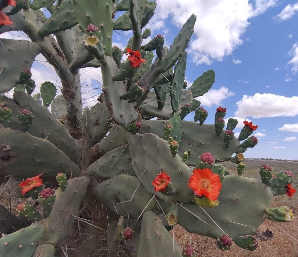 opuntia quimilo