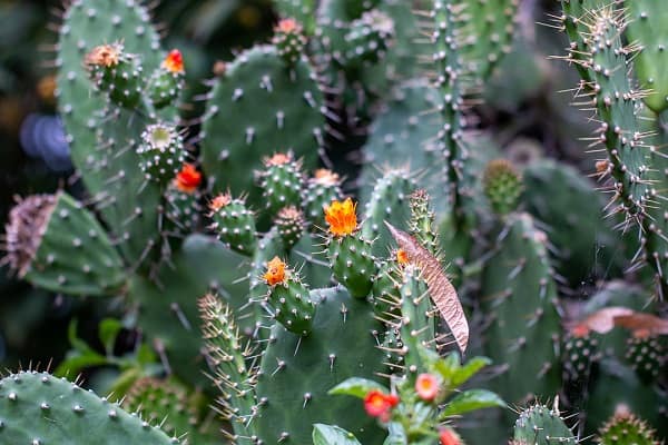 opuntia quitensis