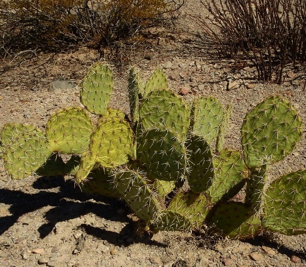 opuntia rastrera