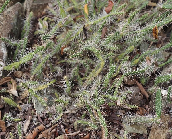 opuntia repens